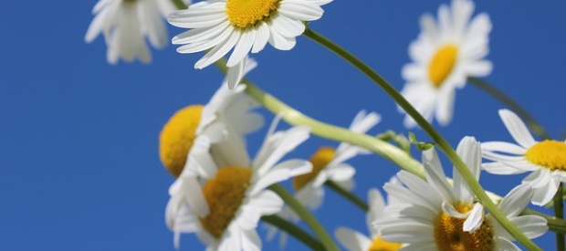 daisies-388946_640